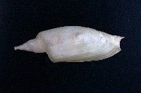 藏品(直角渦螺)的圖片